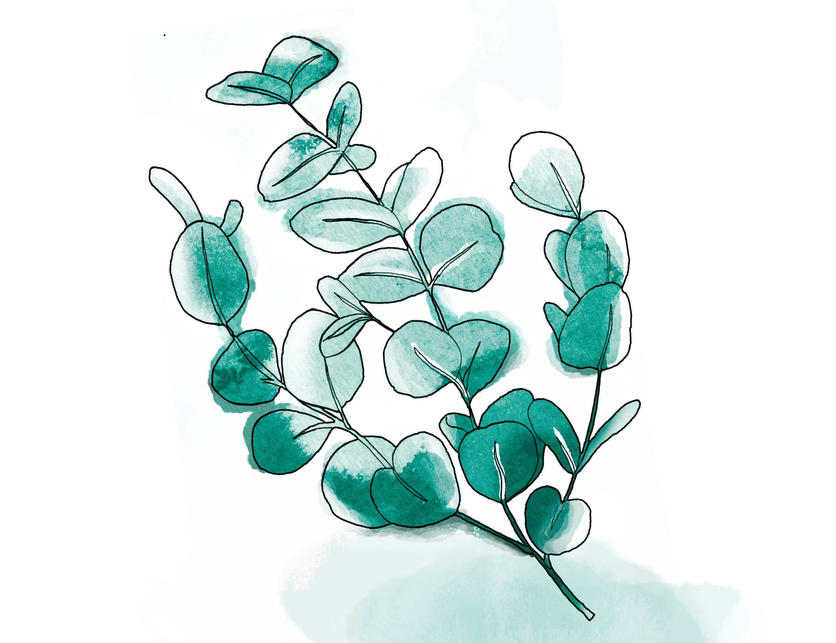 Illustration feuilles - huile essentielle eucalyptus globulus